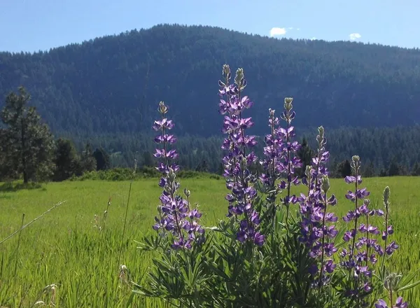 $225,000 | 2069 South Johnson Road, Rice, WA 99167