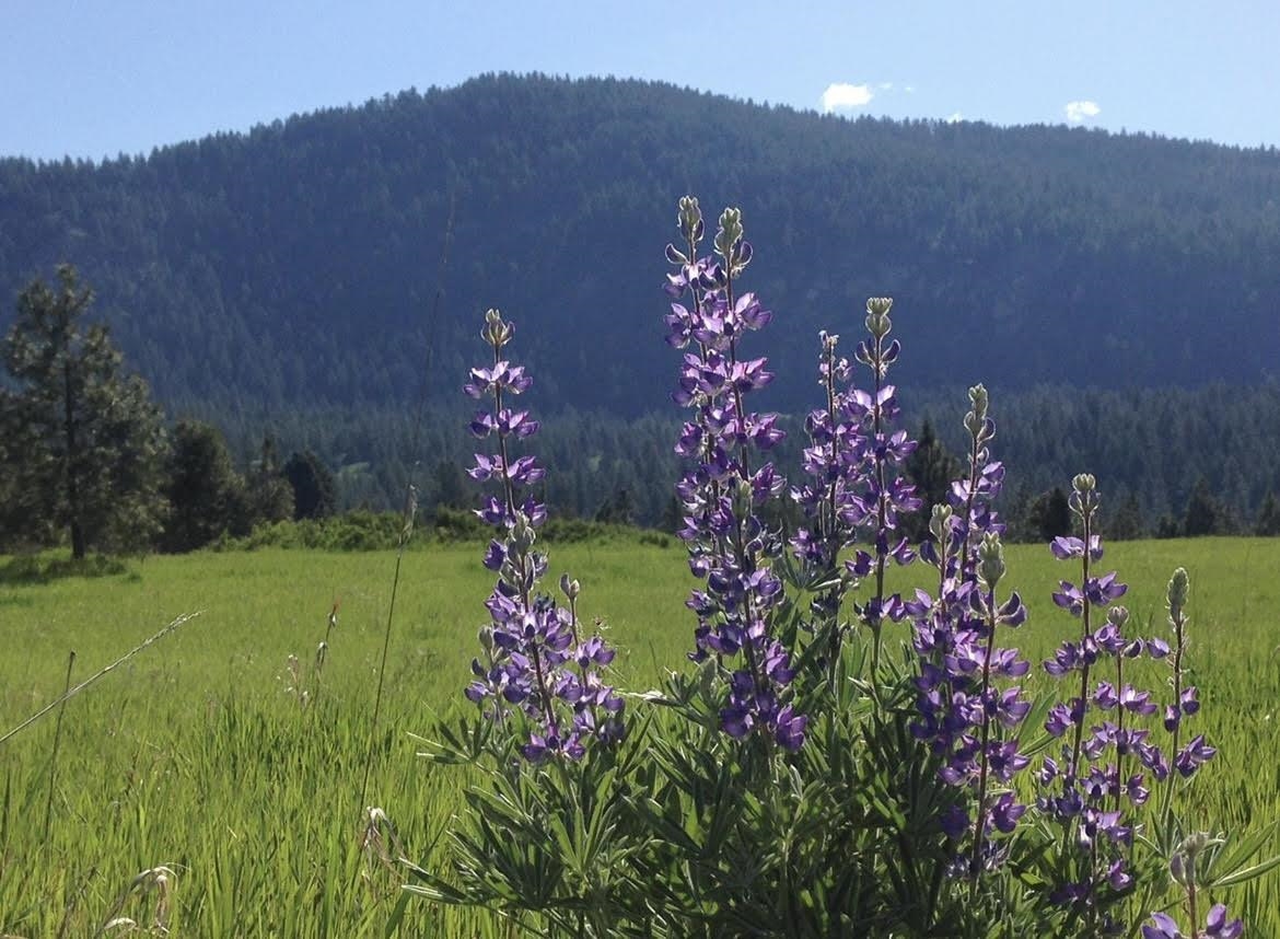 2069 South Johnson Road Rice, WA 99167 - Photo 2 of 14