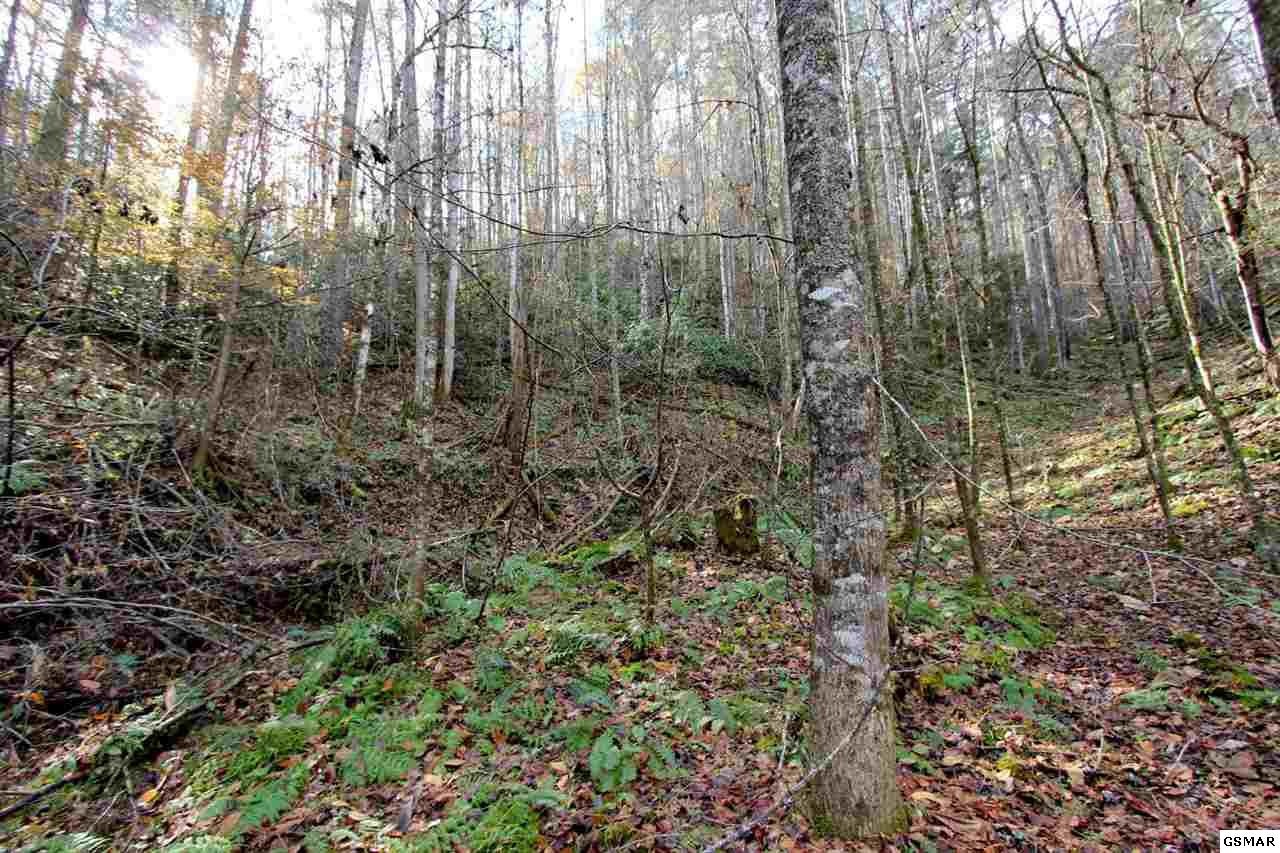 2737 Laurel Forks Road Del Rio, TN 37727 - Photo 17 of 25 Gallery Image 17