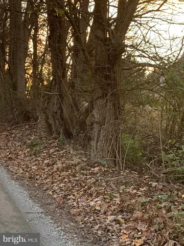 a view of a yard with trees