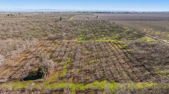 a view of yard with tree