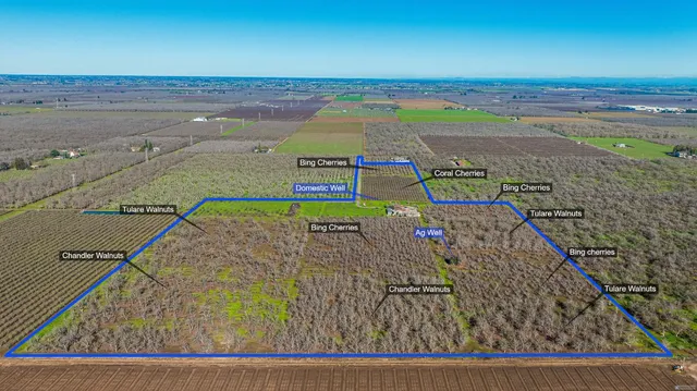 a close up of a plant in a garden