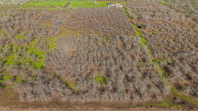a view of yard with tree