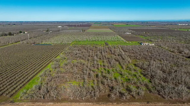 a view of a garden with a tree