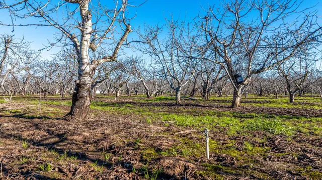 a view of yard with tree