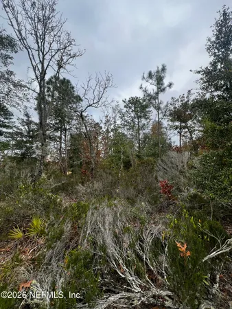 a view of a covered with large trees