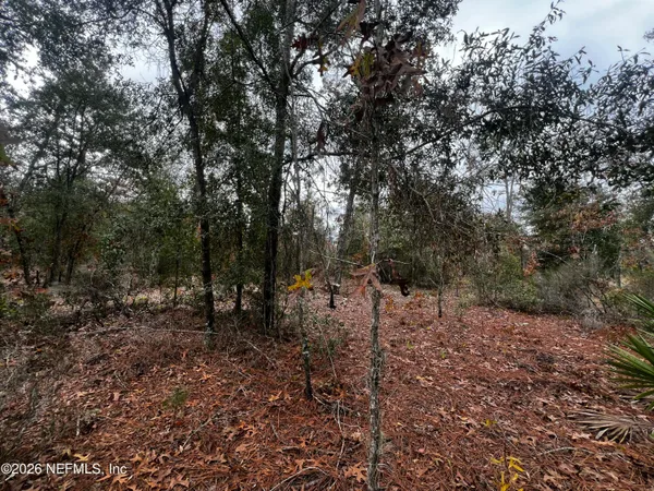 a view of forest