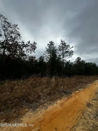 a view of a forest with trees in the background