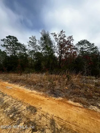 a view of a forest with trees in the background