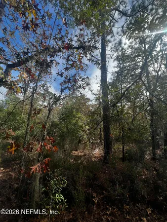a view of a forest with trees in the background