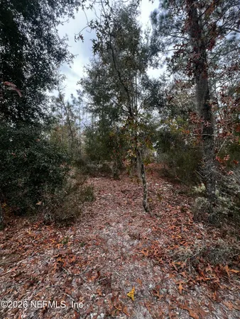 a view of a forest with trees in the background