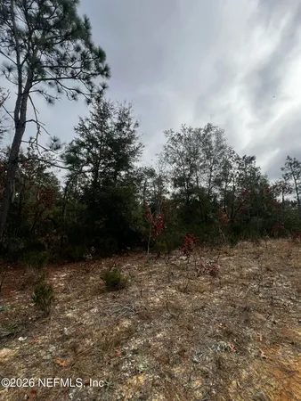 a view of a forest that has a forest