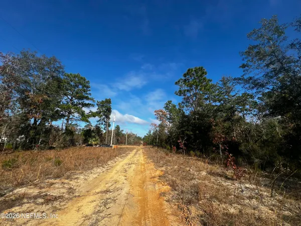 a view of a forest with trees in back