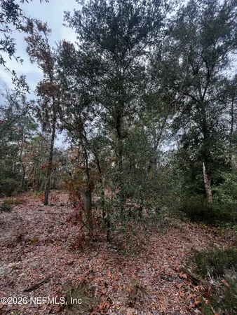 a view of a forest with trees in the background