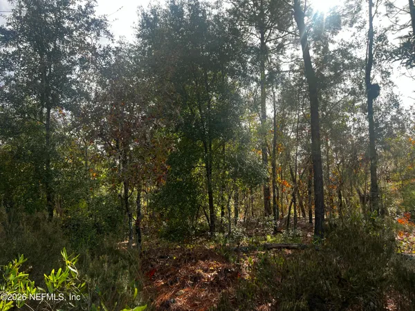 a view of a forest