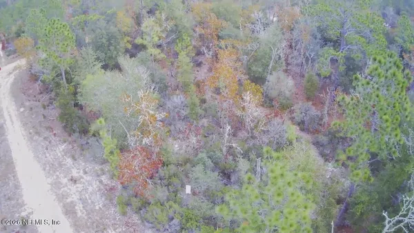 a view of a forest with trees in the background