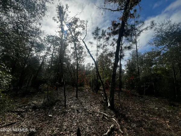 a view of a forest with trees in the background