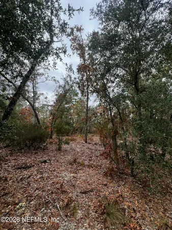 a view of a forest with trees