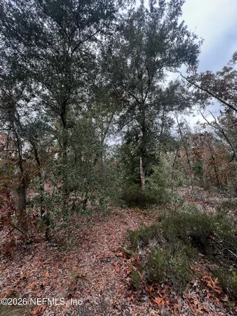 a view of a yard with a tree