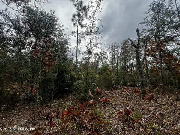 a view of forest