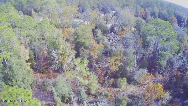 a view of a forest with trees in the background