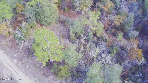 a view of a forest with trees in the background