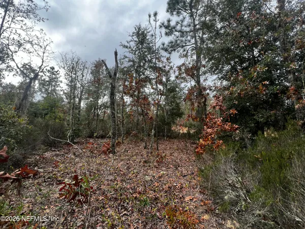 a view of a forest