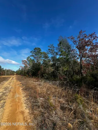 a view of a forest with a forest