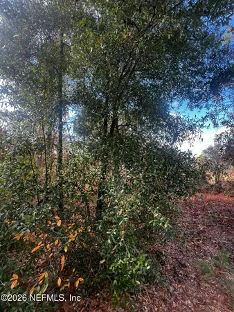 a view of a forest with trees in the background