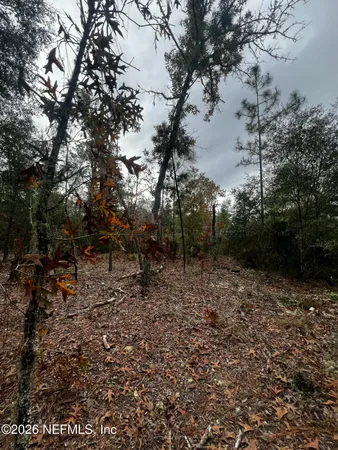 a view of a forest with trees in the background