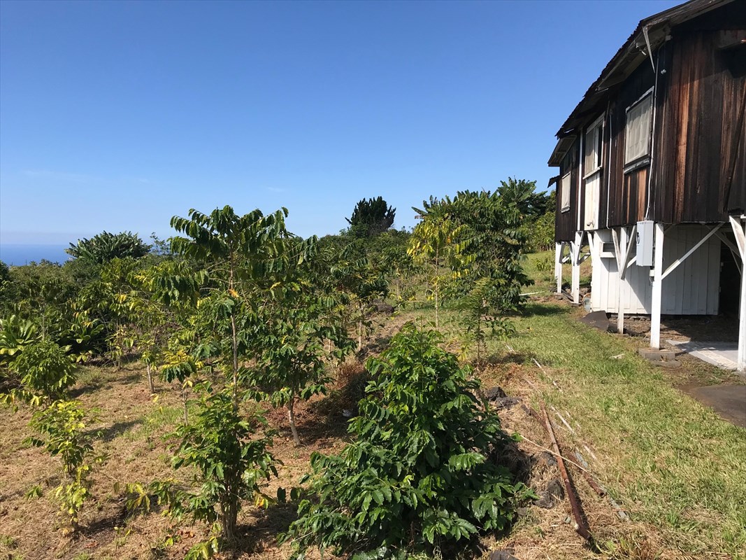 82-1033 Kiloa Road Captain Cook, HI 96704 - Photo 2 of 9 a view of a yard with plants
