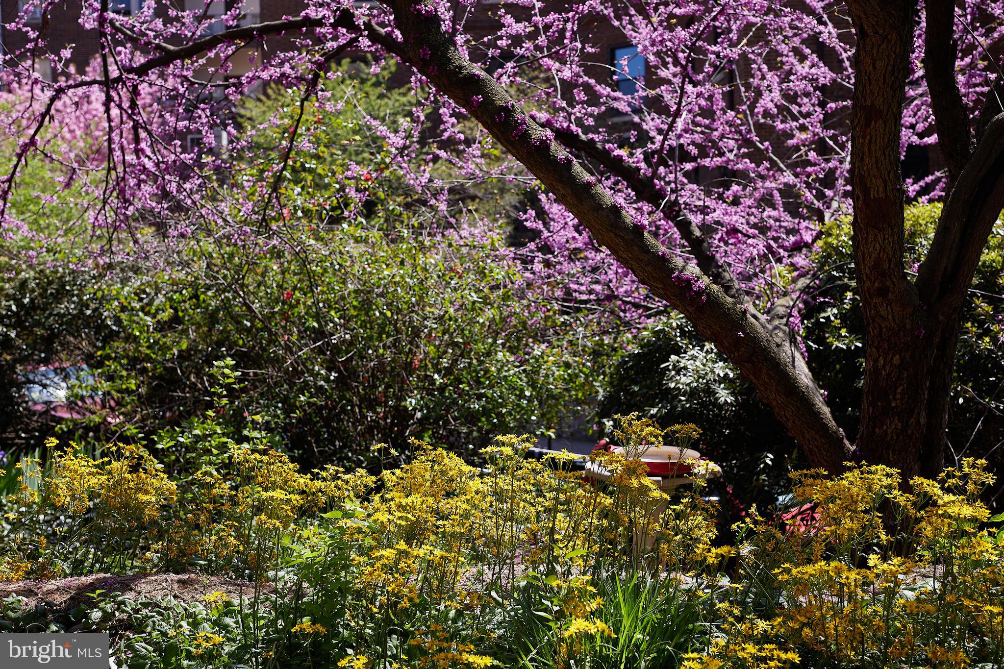 2853 Ontario Road Northwest, Unit 107 Washington, DC 20009 - Photo 31 of 41