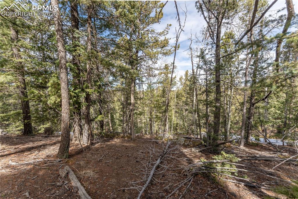 81 Haven Road Divide, CO 80814 - Photo 20 of 22 a view of a forest with trees