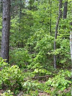 A78-82 Bowmantown Road Roxboro, NC 27574 - Photo 2 of 3 a view of a lush green forest