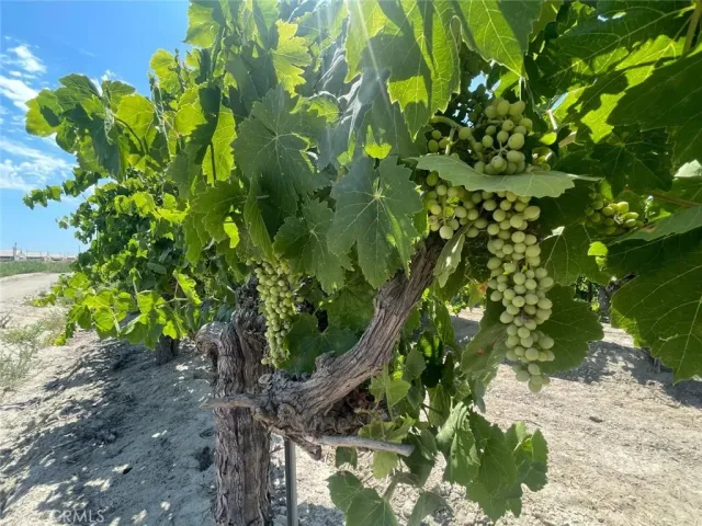 a plant with lots of flowers