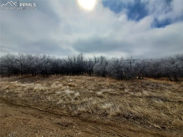 a view of a dry yard