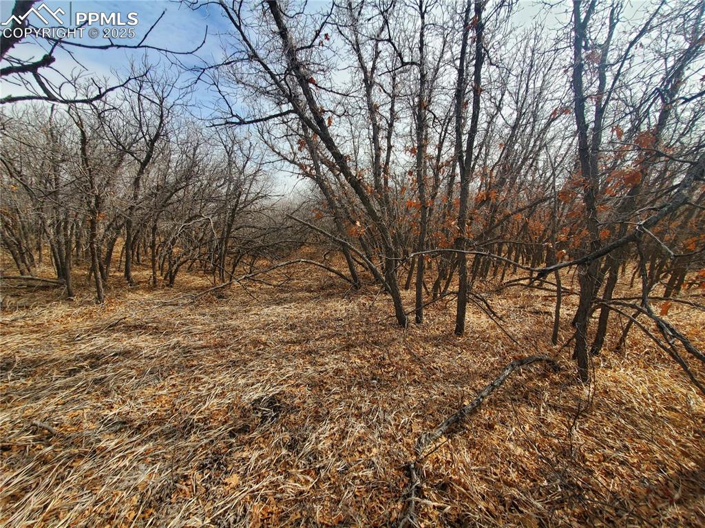 Thacker Road Rye, CO 81069 - Photo 4 of 6 a view of backyard of house