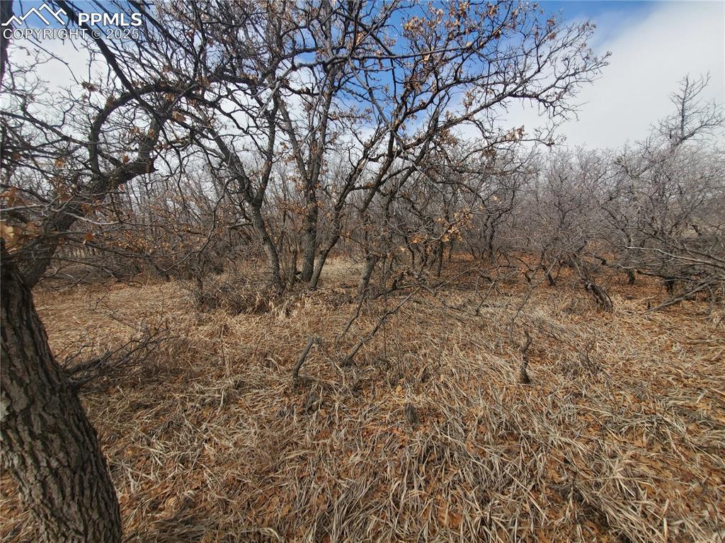 Thacker Road Rye, CO 81069 - Photo 5 of 6 a view of a yard with a tree