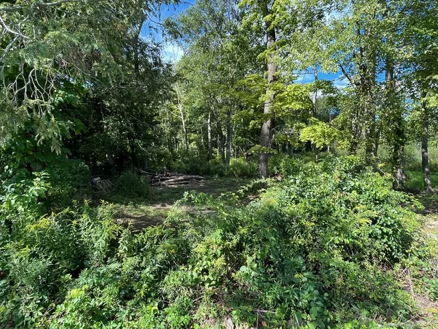 a view of a lush green forest