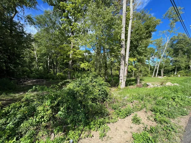 a view of a lush green forest