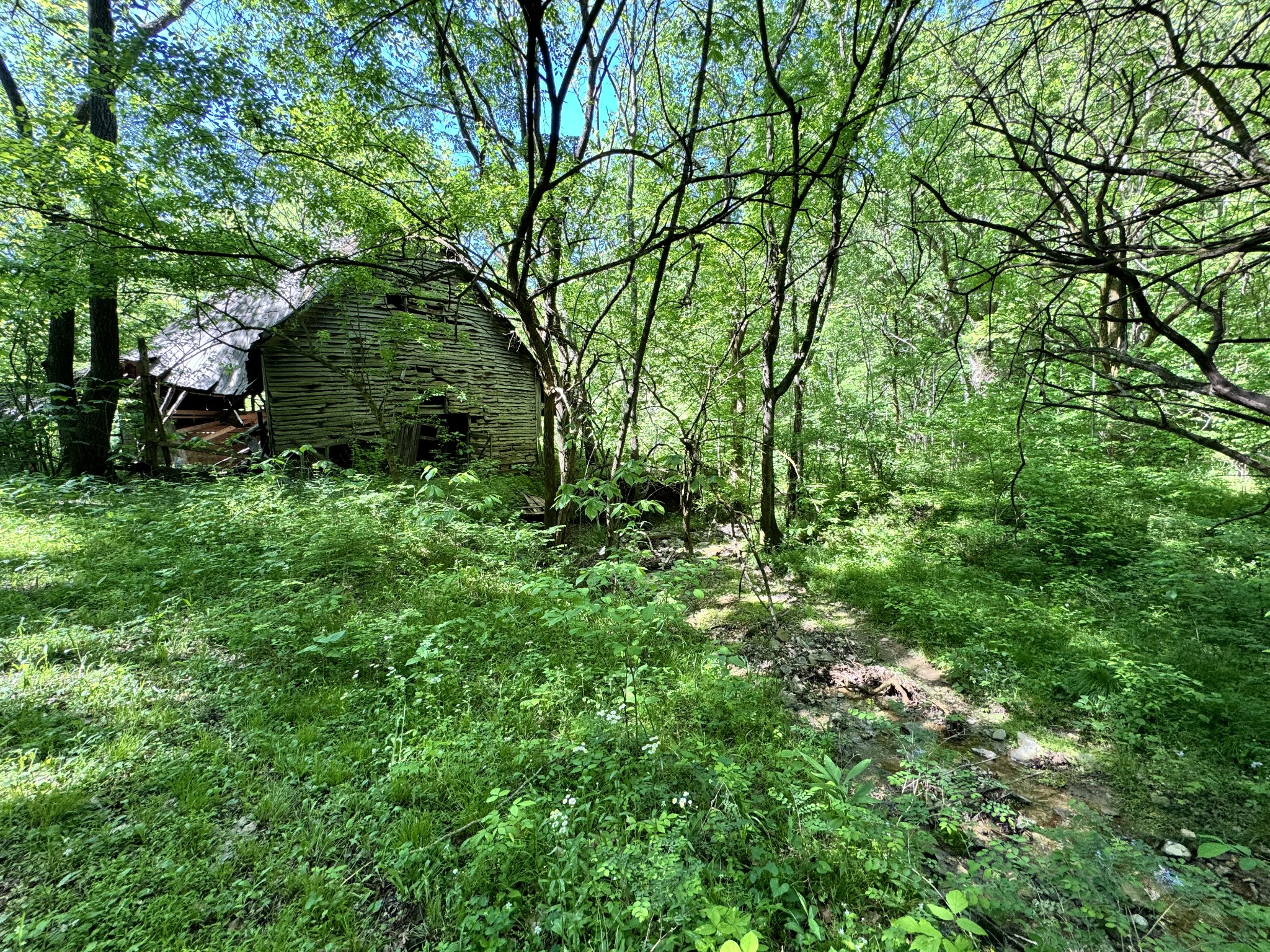 4980 Sherrilltown Road Watertown, TN 37184 - Photo 4 of 43 a view of a lush green forest with lots of trees