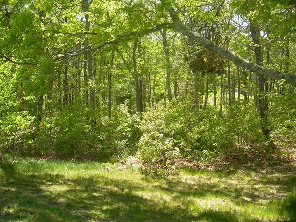8 Red Cedar Circle Dennis, MA 02638 - Photo 11 of 18 a view of a yard