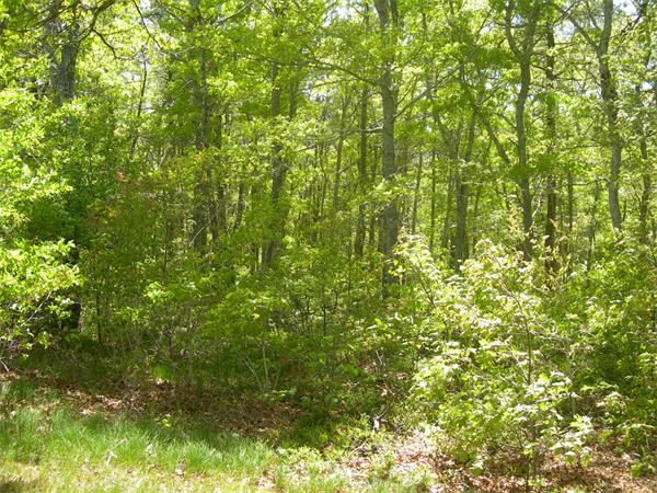 8 Red Cedar Circle Dennis, MA 02638 - Photo 3 of 18 a view of a lush green forest