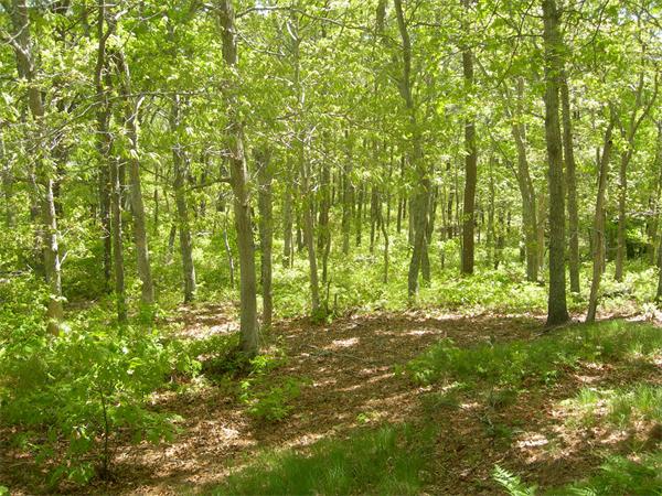 8 Red Cedar Circle Dennis, MA 02638 - Photo 7 of 18 a big yard with lots of green space and trees