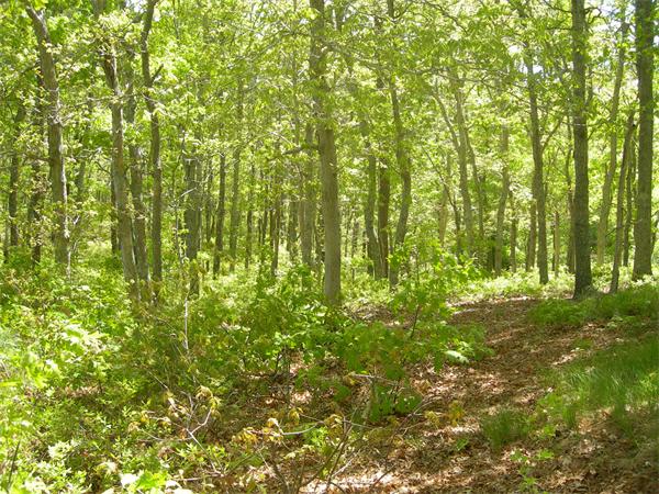 8 Red Cedar Circle Dennis, MA 02638 - Photo 10 of 18 a backyard of a house with lots of plants and large trees