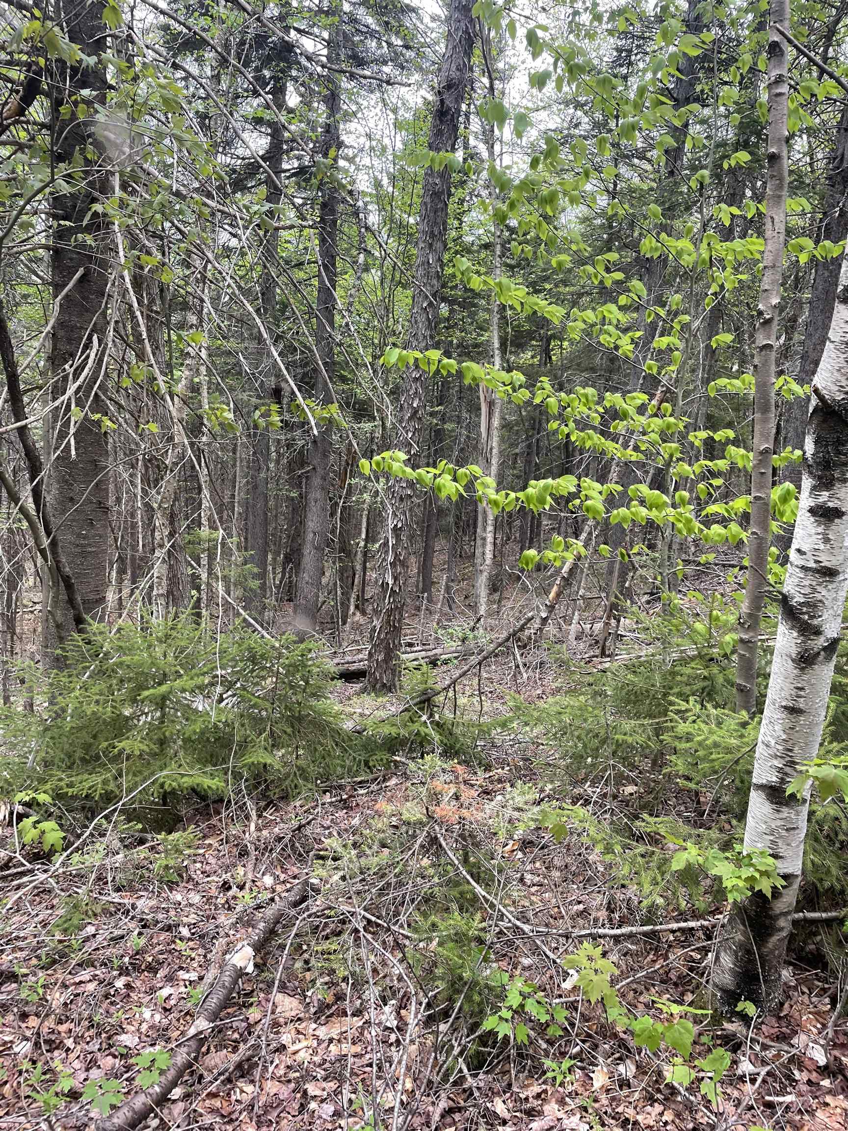 29 Martin Road Washington, NH 03280 - Photo 21 of 25