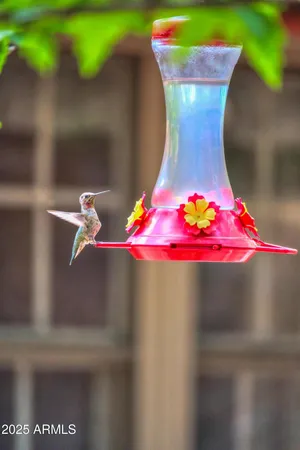 a view of some trees in a backyard
