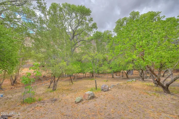 a view of a bunch of trees and bushes