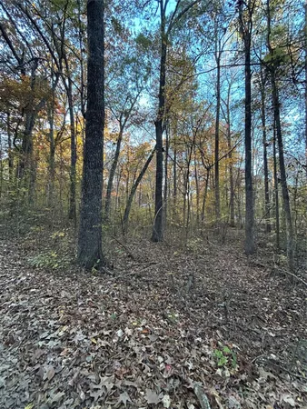 a view of a forest that has large trees