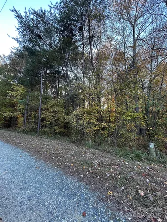 a view of a forest with trees in the background